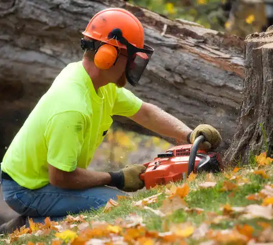 tree services Betsy Layne